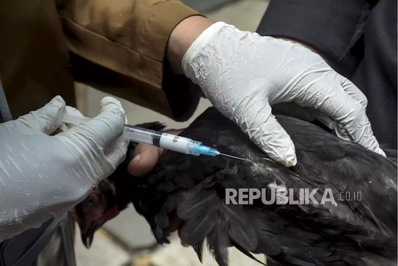 Pemkab Pangandaran Ajukan 20 Ribu Vaksin Flu Burung ke Provinsi Jabar |Republika Online