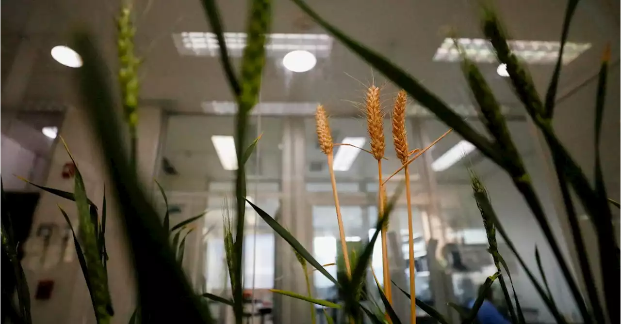 Exclusive: Bioceres to market GMO wheat in Argentina this year after Brazil win, CEO says