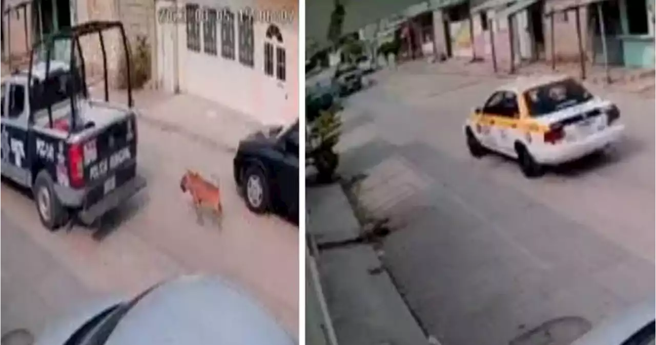 VIDEO: Policías de Chiapas detienen a taxista por grabarlos maltratando a un perrito