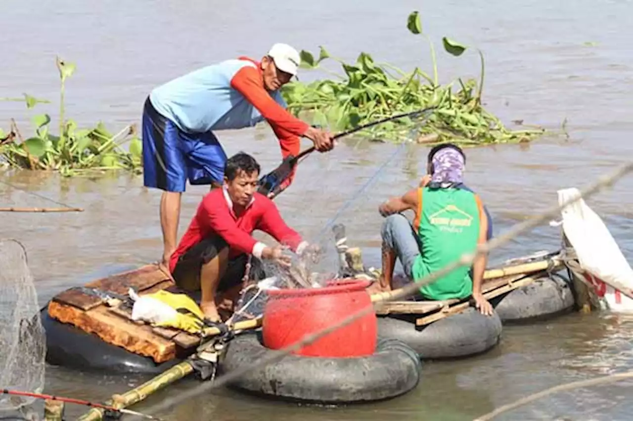 Musim Pladu, Warga Kediri Panen Ikan Mabuk di Sungai Brantas