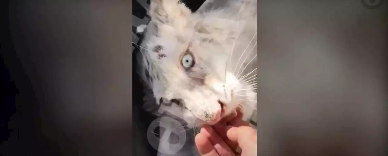 Un petit tigre blanc retrouvé dans « un état terrible » en pleine rue près d’Athènes