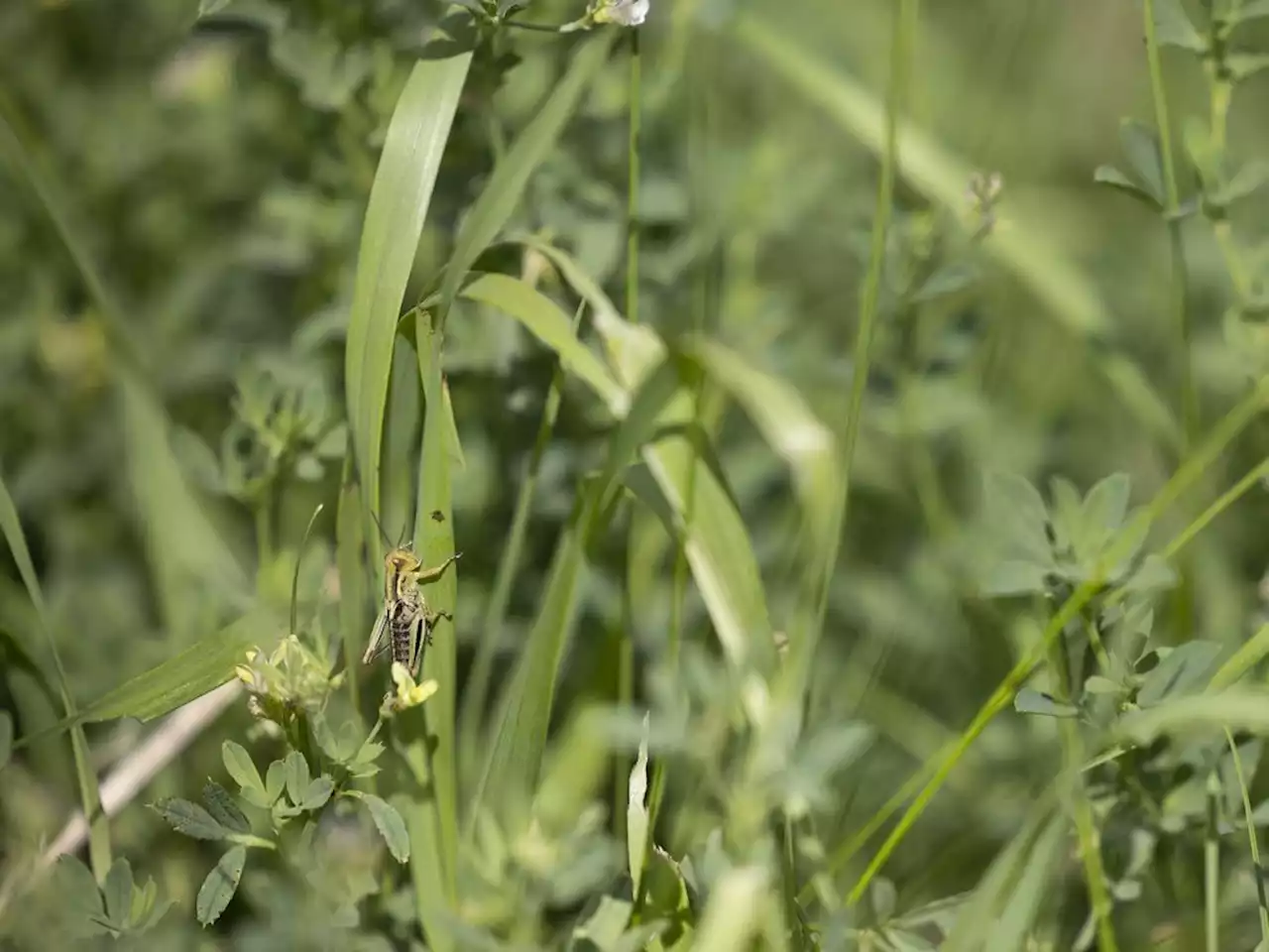 Crop producers could feel pinch after pesticide approvals changed