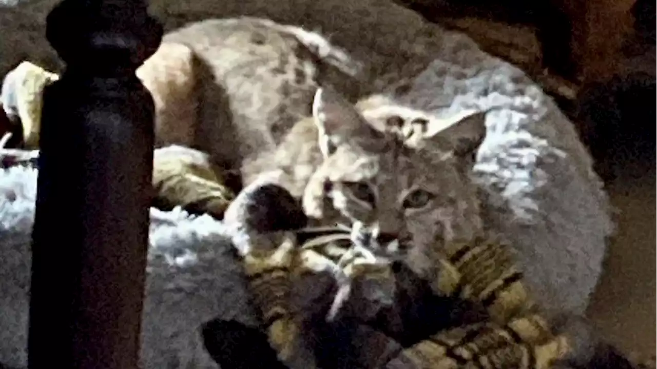 San Manuel homeowner finds bobcat lounging on doggy bed