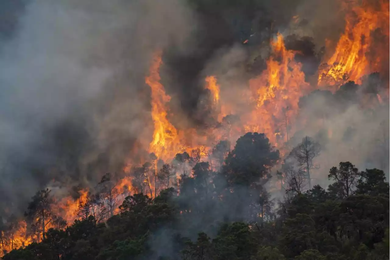 Disponen 4 millones y 500 brigadistas para combatir incendios forestales en Coahuila