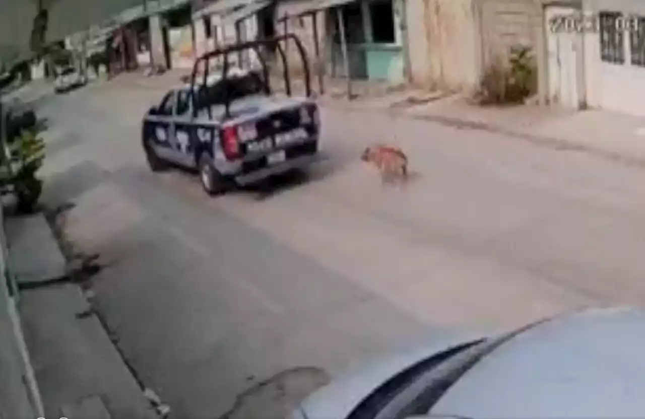 Policías en Chiapas maltratan a perro, además detienen a taxista que los grabó