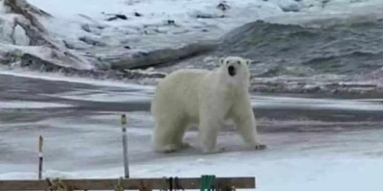 Polar Bear Sighted on Great Northern Peninsula