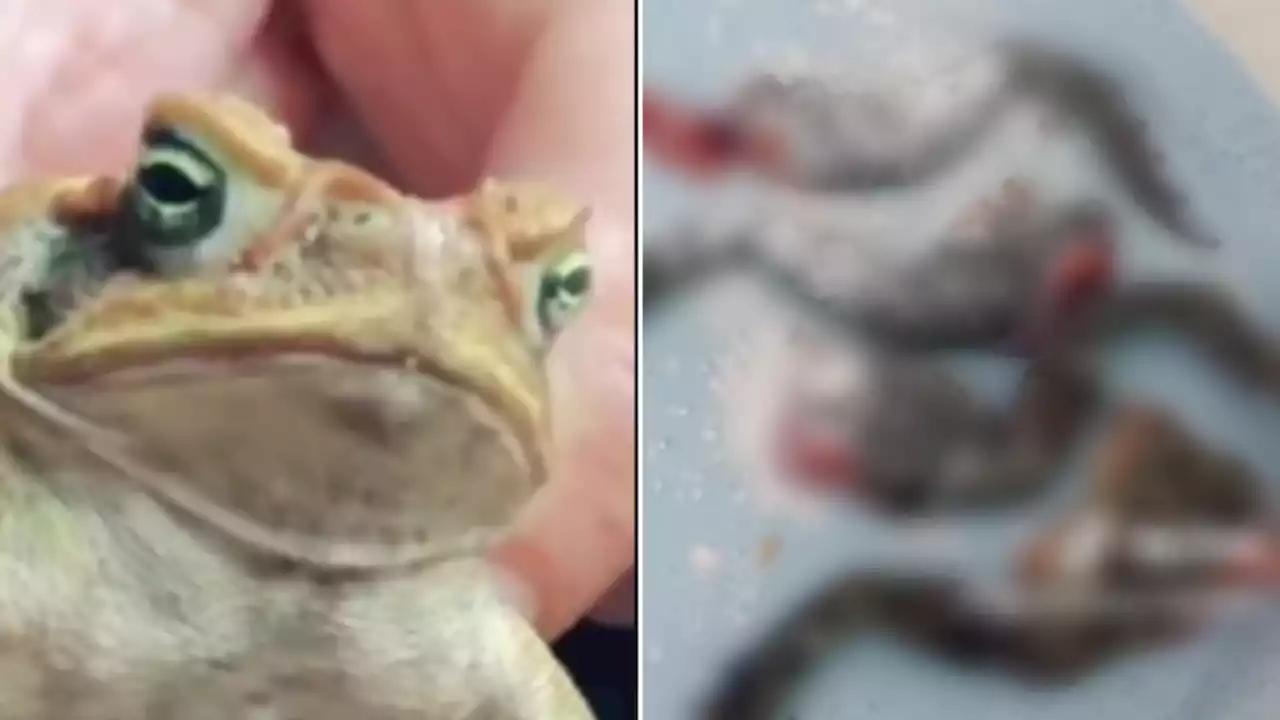 Man horrifies internet by hunting, frying and eating cane toad