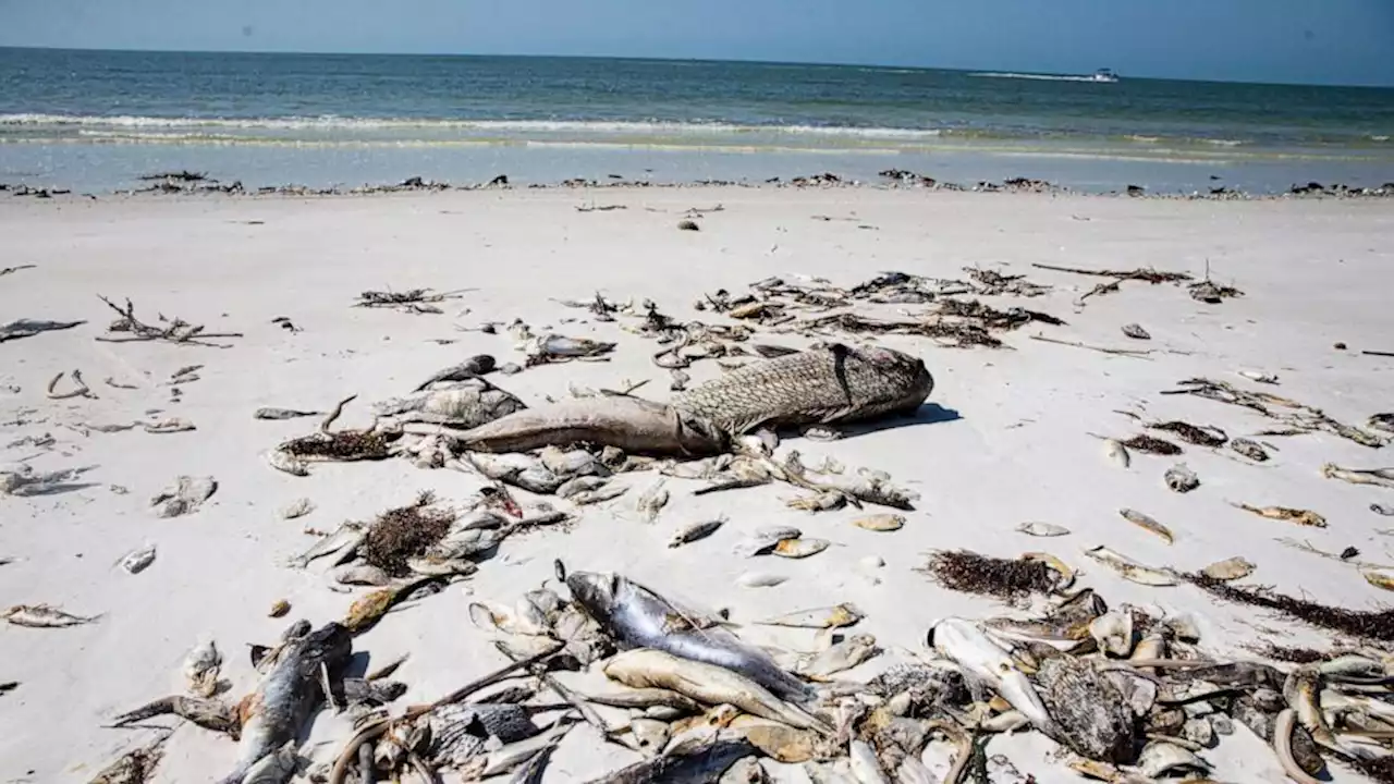 Red tide levels in Southwest Florida are increasing and moving up the coast