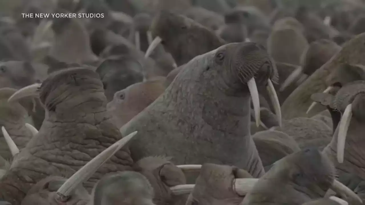 Oscar nominee 'Haulout' shows devastating effects of climate change on walrus population