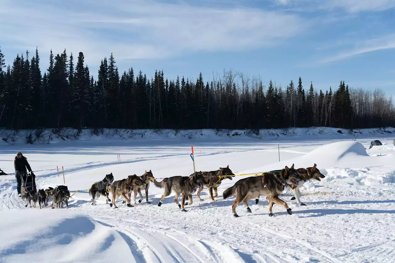 Iditapod: The dog days of Iditarod