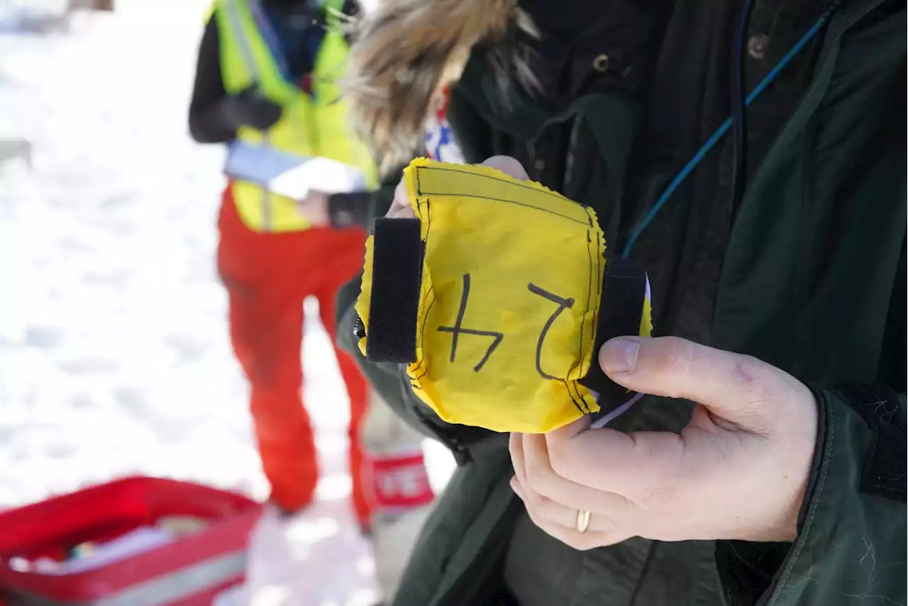 Iditarod tests out tracking collars for dogs sent home from the trail