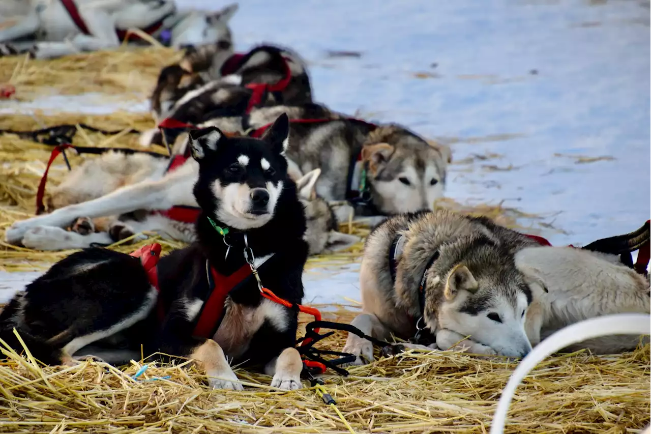 It’s eat, rest and repeat as Iditarod teams take their 24-hour stops