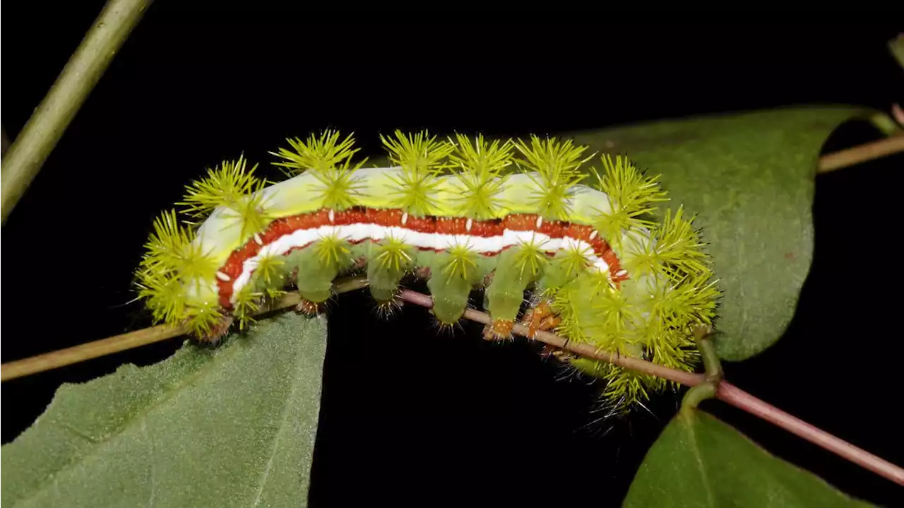 This cool caterpillar will float like a moth, but sting like a bee