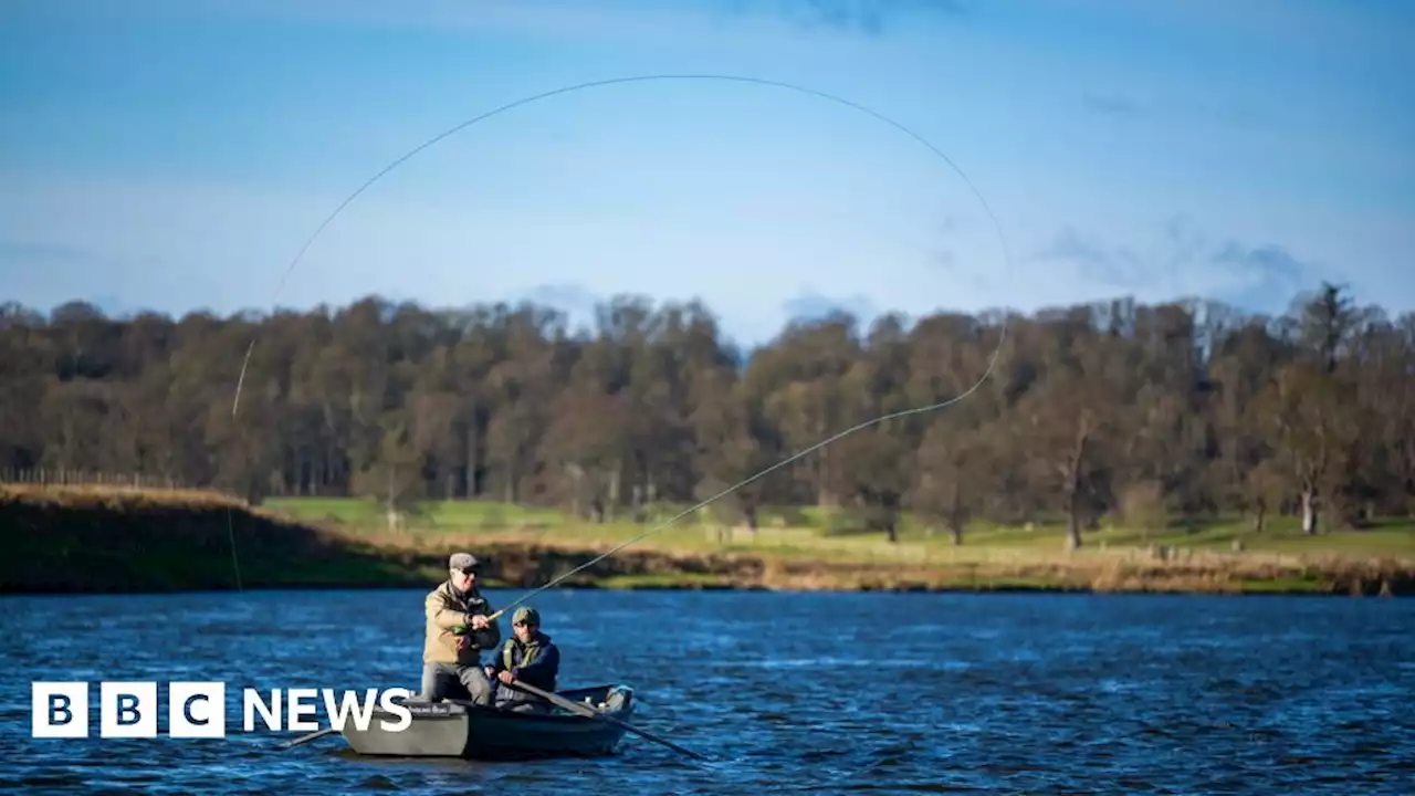 River Tweed salmon catch rises despite summer heatwaves