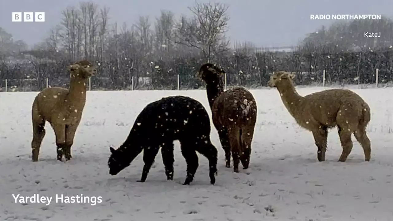 BBC Weather Watchers capture the snow in the east