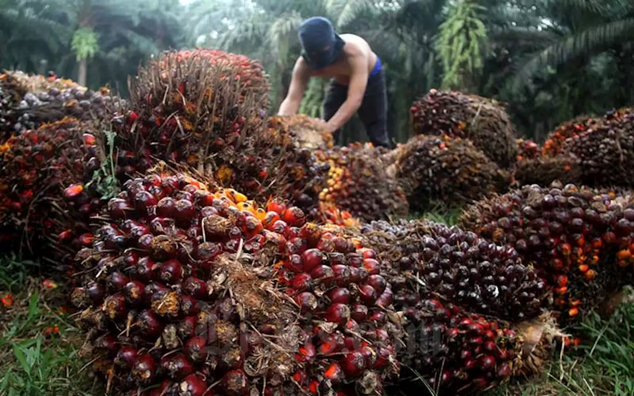 Tips Memulai Bisnis Kelapa Sawit Rumahan, agar Hasilkan Cuan