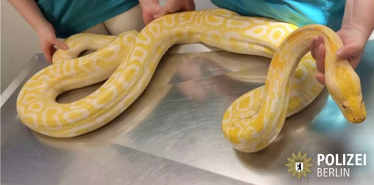 Tierschützer rettet Python in Neukölln – Polizei ermittelt