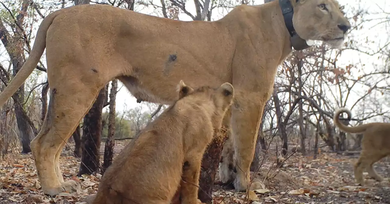 Rare West African lion cubs caught on video in Sengal: 'Thrilling sign of recovery'