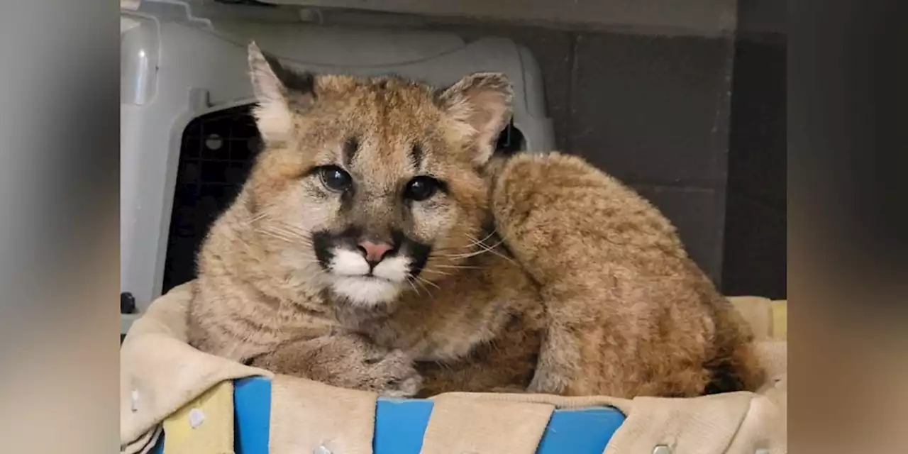 Zoo welcomes 4-month-old orphaned cougar cub