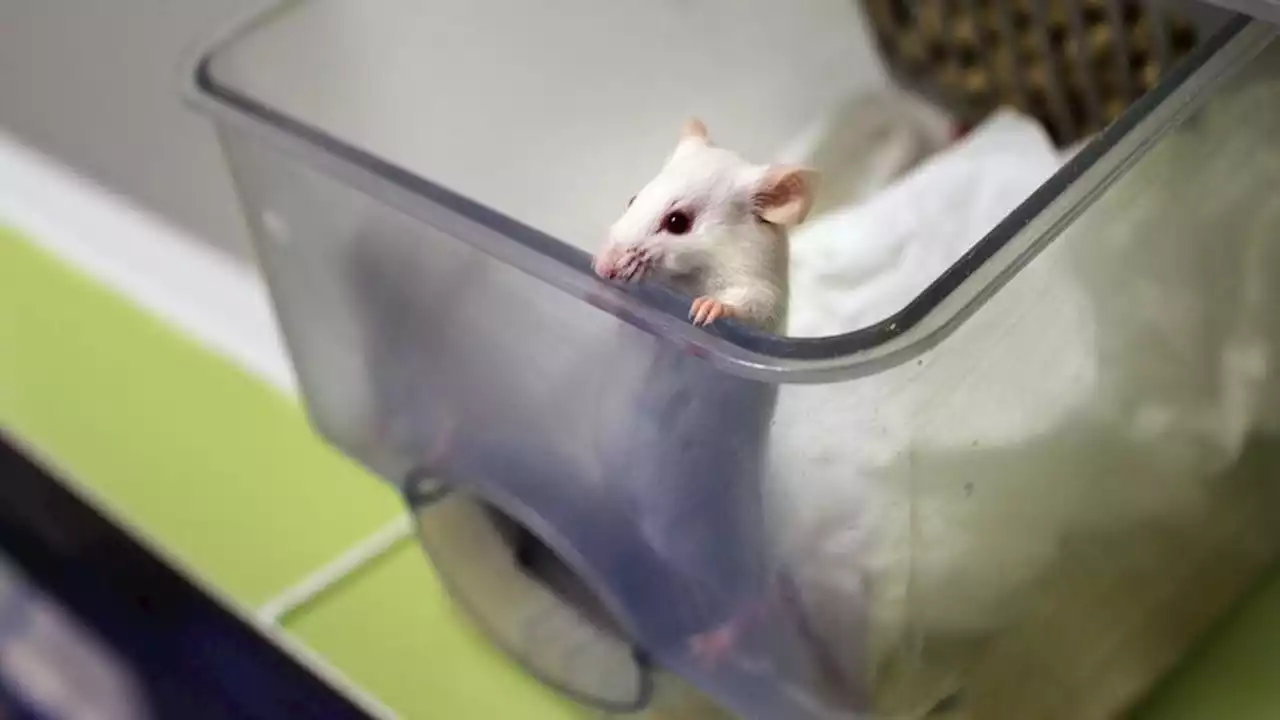 Génétique : un chercheur japonais crée des ovules via des cellules de souris mâles