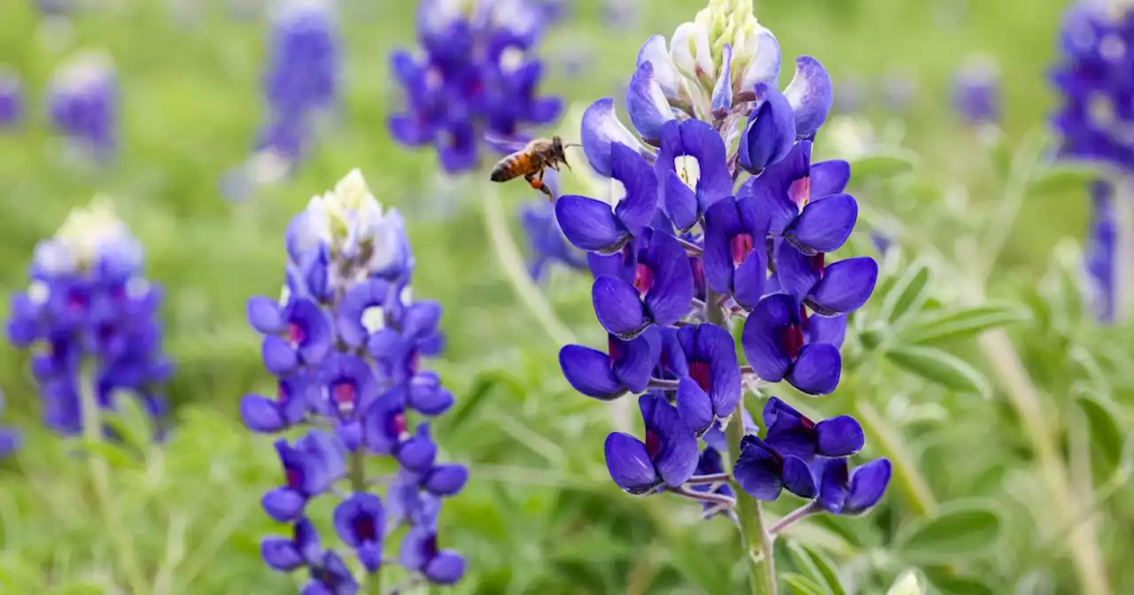 Texas bluebonnets arrived early this spring — here’s how the drought may have helped