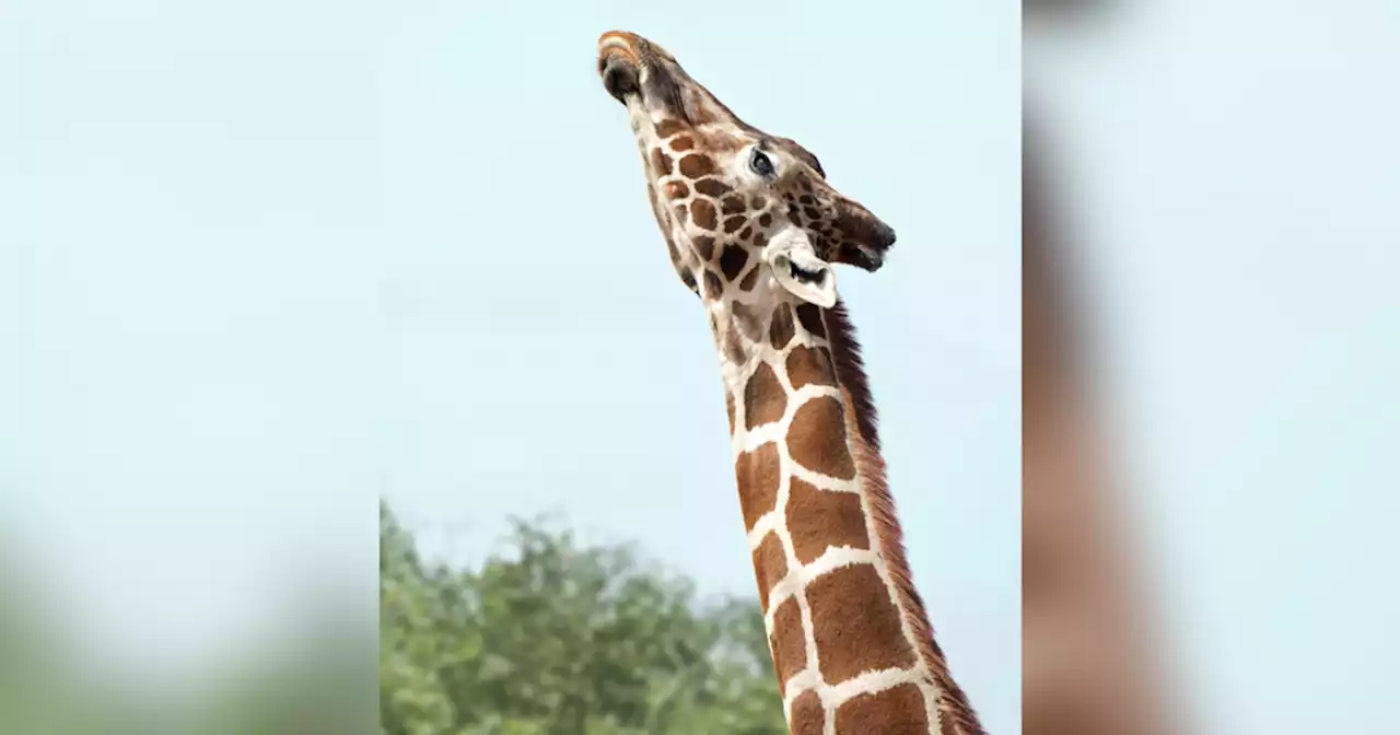 Denver Zoo 'heartbroken' after Kipele the giraffe dies