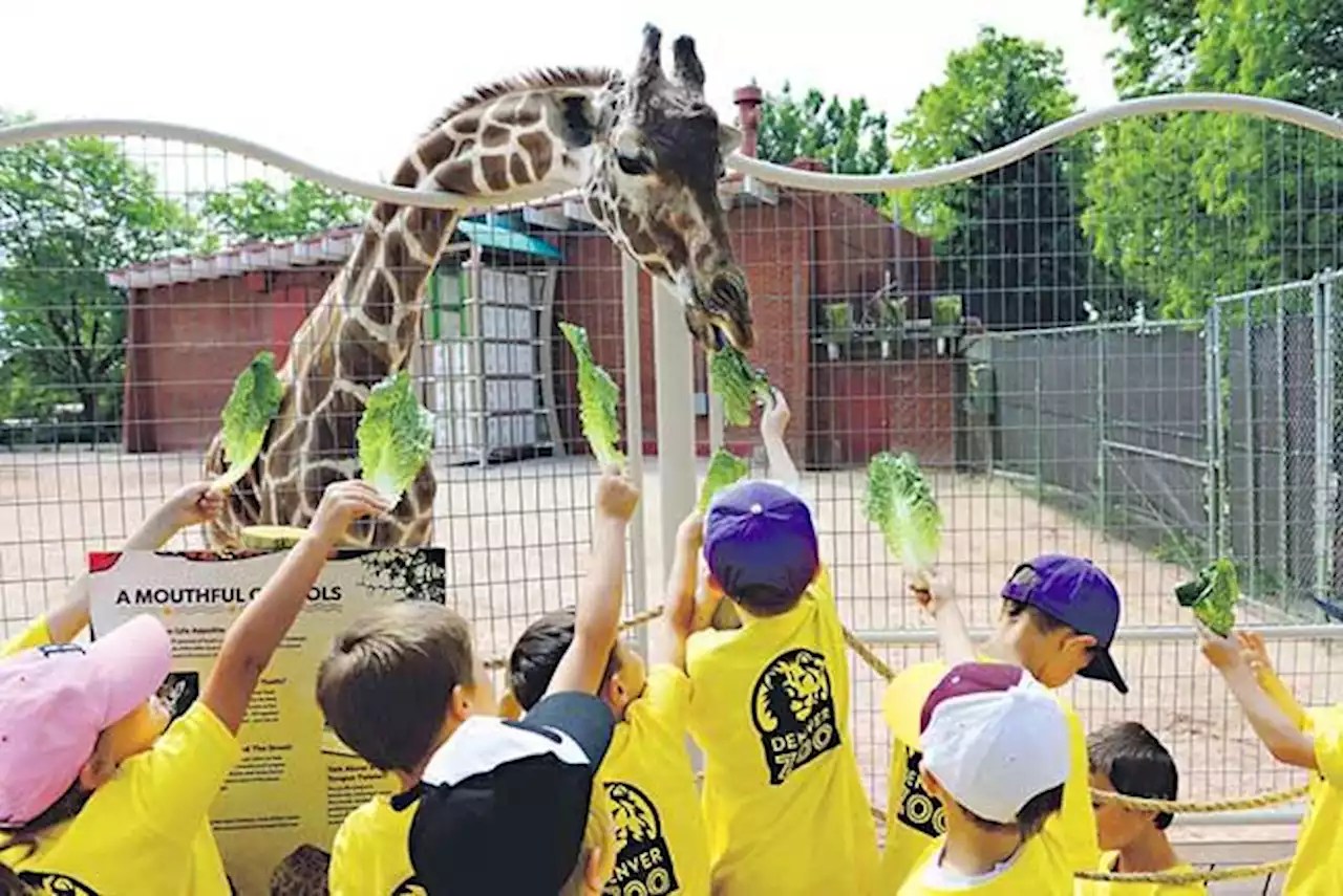 29-year-old giraffe born at the Denver Zoo euthanized due to failing health