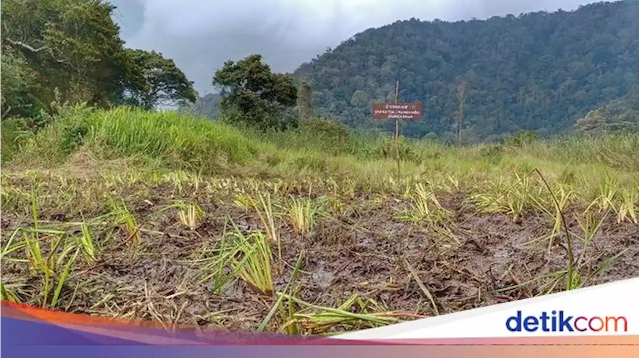 Kebun Edelweis Ranca Upas Rusak: Penyebab Hingga Kondisi Terkininya