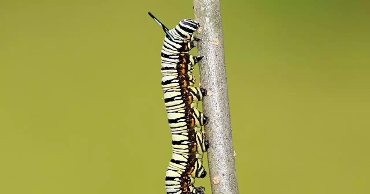 Caterpillars easy prey in artificial light: study
