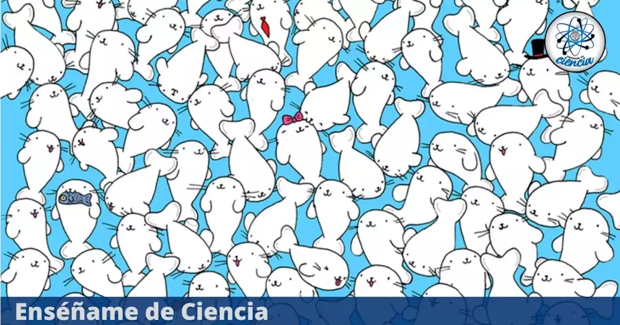 El 90% ha fallado al resolver esta prueba: encuentra el malvavisco oculto entre las focas esponjosas