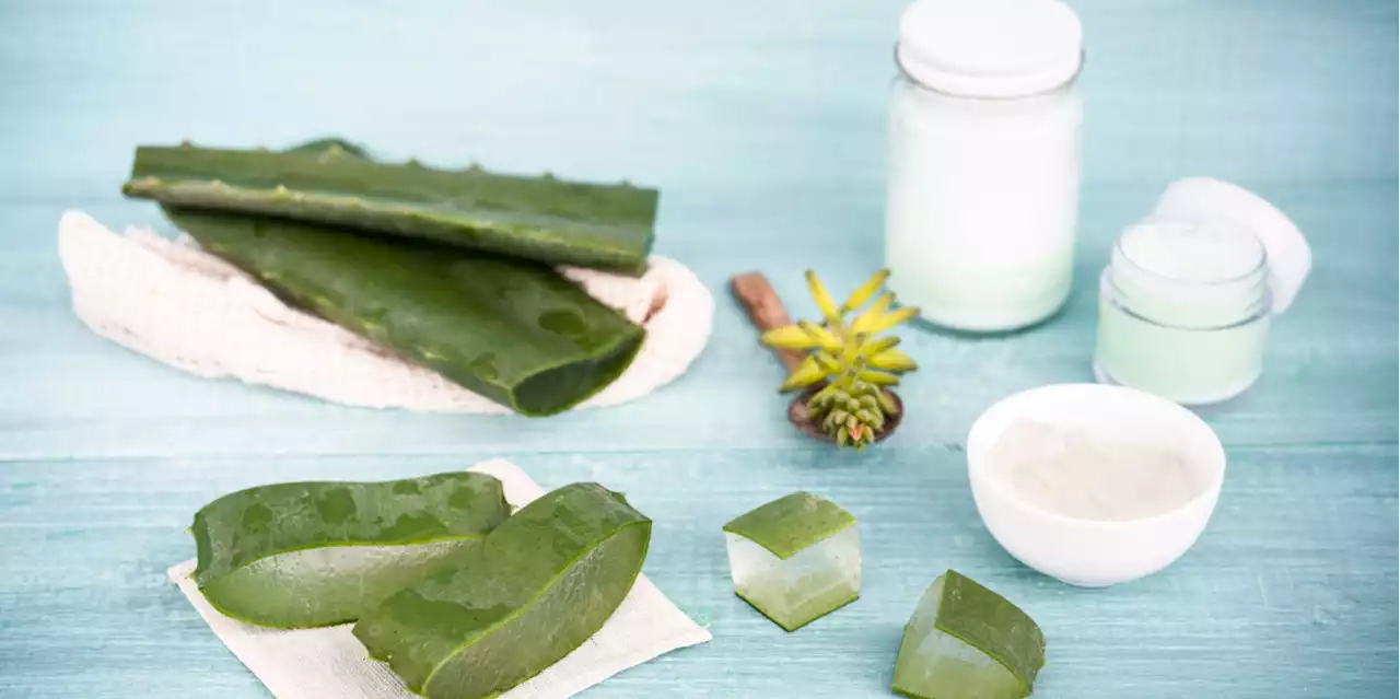 Hydratant, antiseptique, cicatrisant : les trois grands bienfaits de l'aloe vera