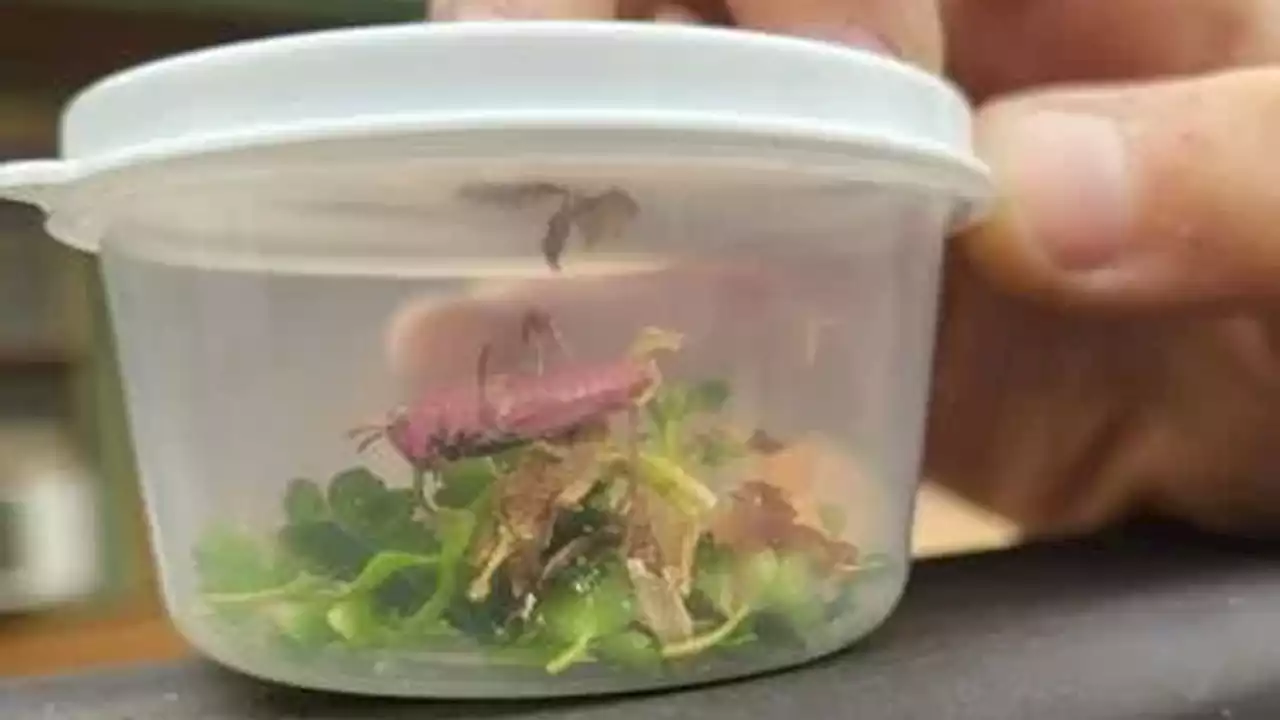 Kansas boy finds rare pink grasshopper while hunting for bugs in his family's yard