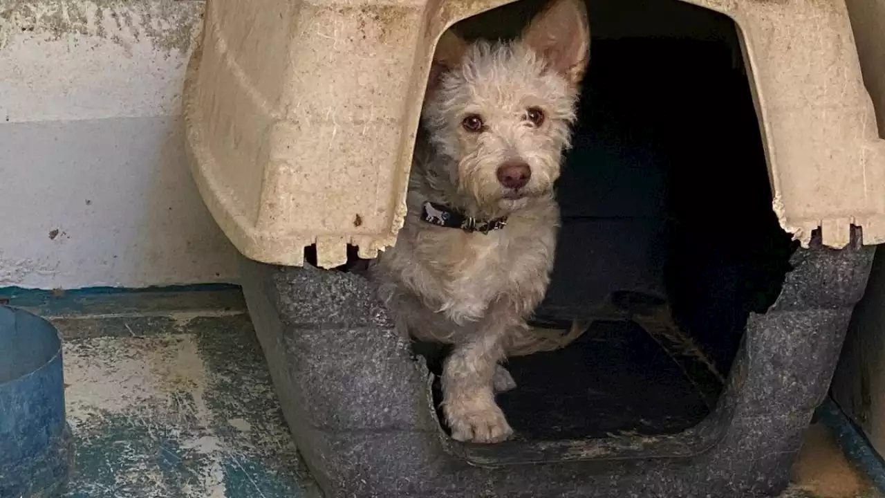 Además de 'Mishicles' las autoridades encontraron a 3 perritos en el Cereso de Ciudad Juárez