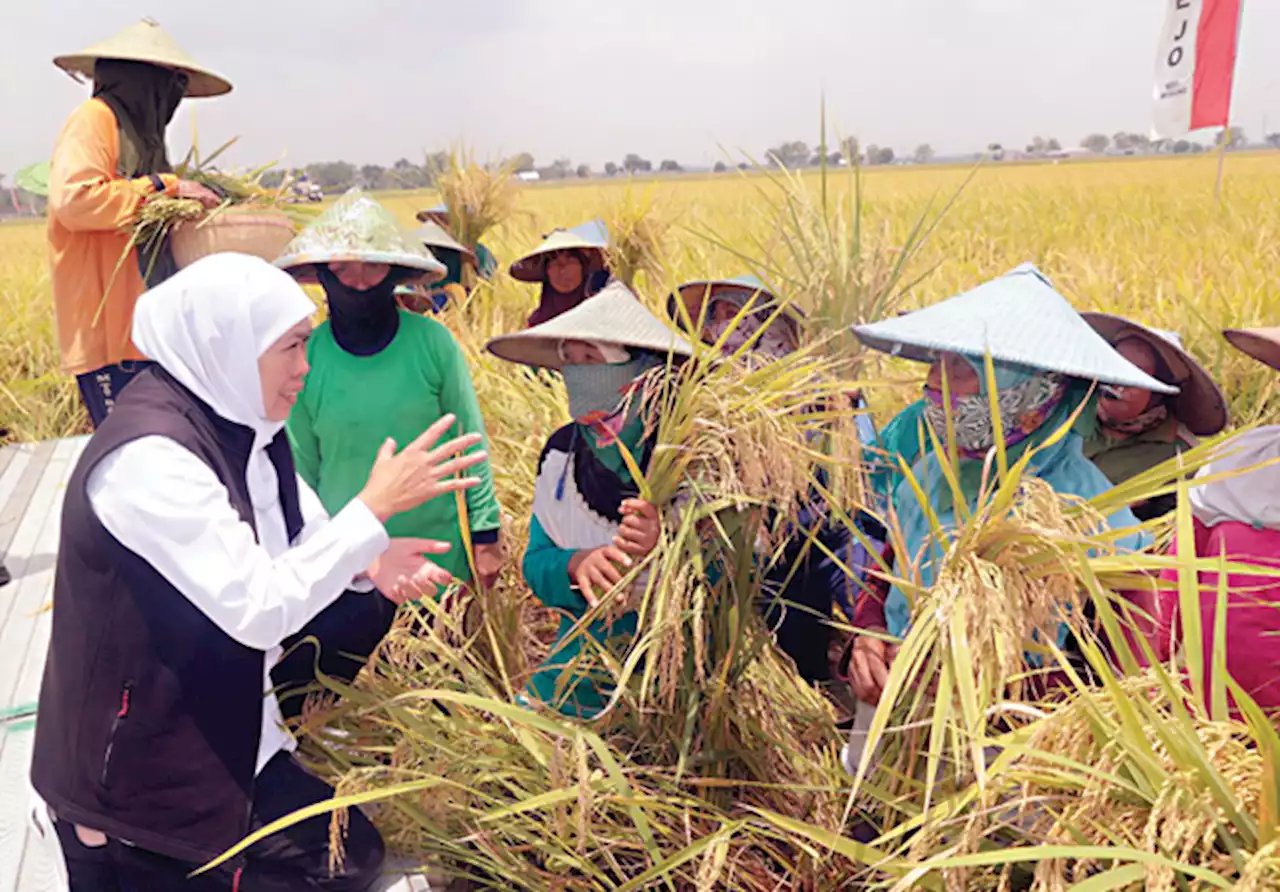 Gubernur Khofifah Ajukan Penambahan Jenis Pupuk Bersubsidi