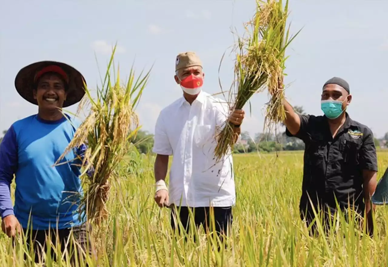 Bantuan Irigasi dari Ganjar Pranowo Berhasil Meningkatkan Kualitas Panen Petani di Kendal