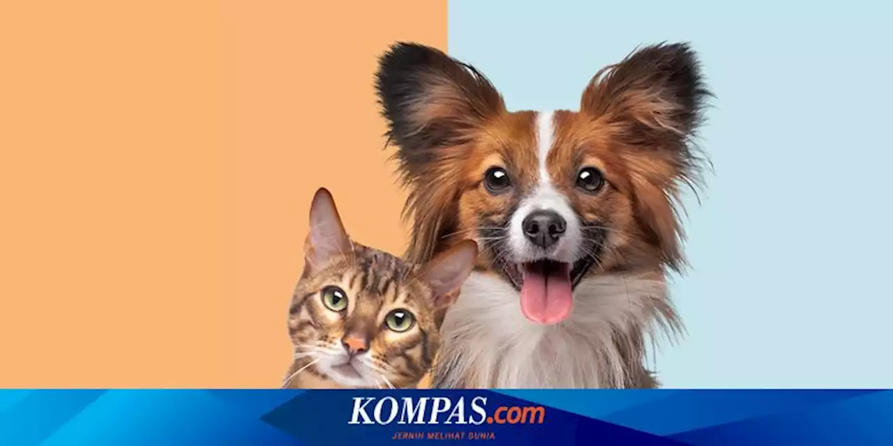 Kenapa Anjing dan Kucing Tidak Boleh Makan Bawang?