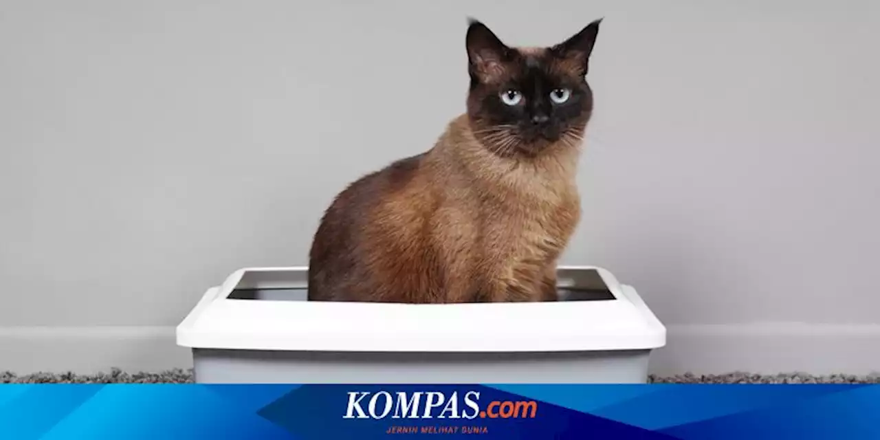 Kucing Sulit BAB, Apa yang Harus Dilakukan?