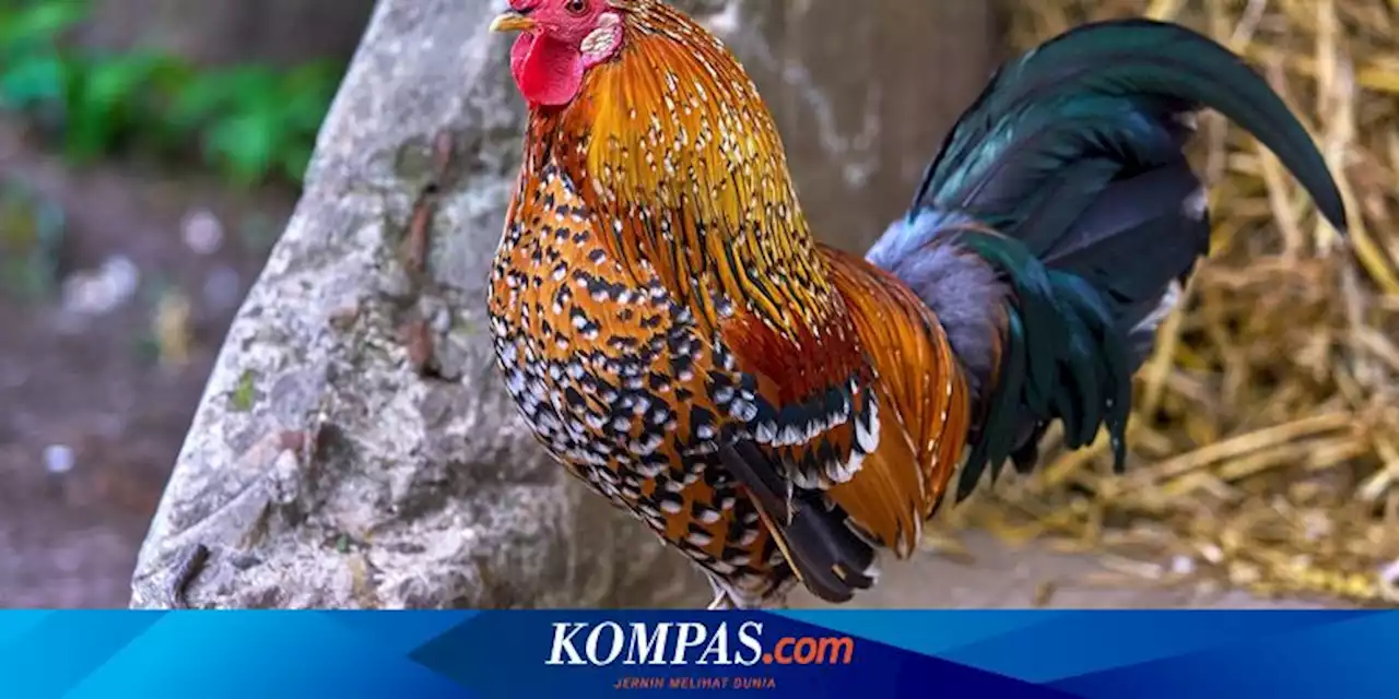 Saat 15 WNA di Bali Merasa Terganggu Suara Kokok Ayam hingga Dipersilakan Tinggal di Hotel