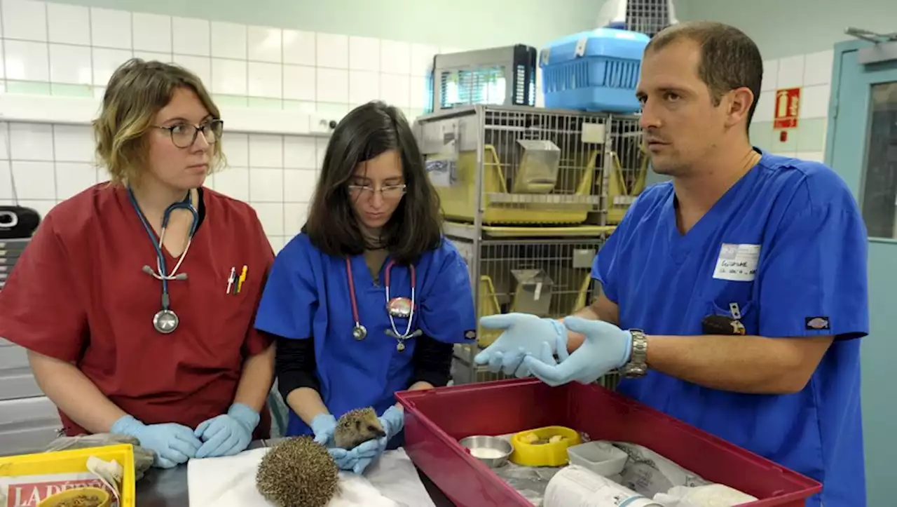 Grippe aviaire : 'C'est un virus aux infections très aiguës', assure le docteur vétérinaire Guillaume Le Loc'h