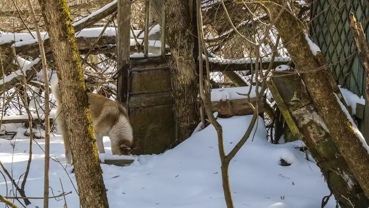 Tchernobyl : les chiens errants ont muté génétiquement après la catastrophe nucléaire