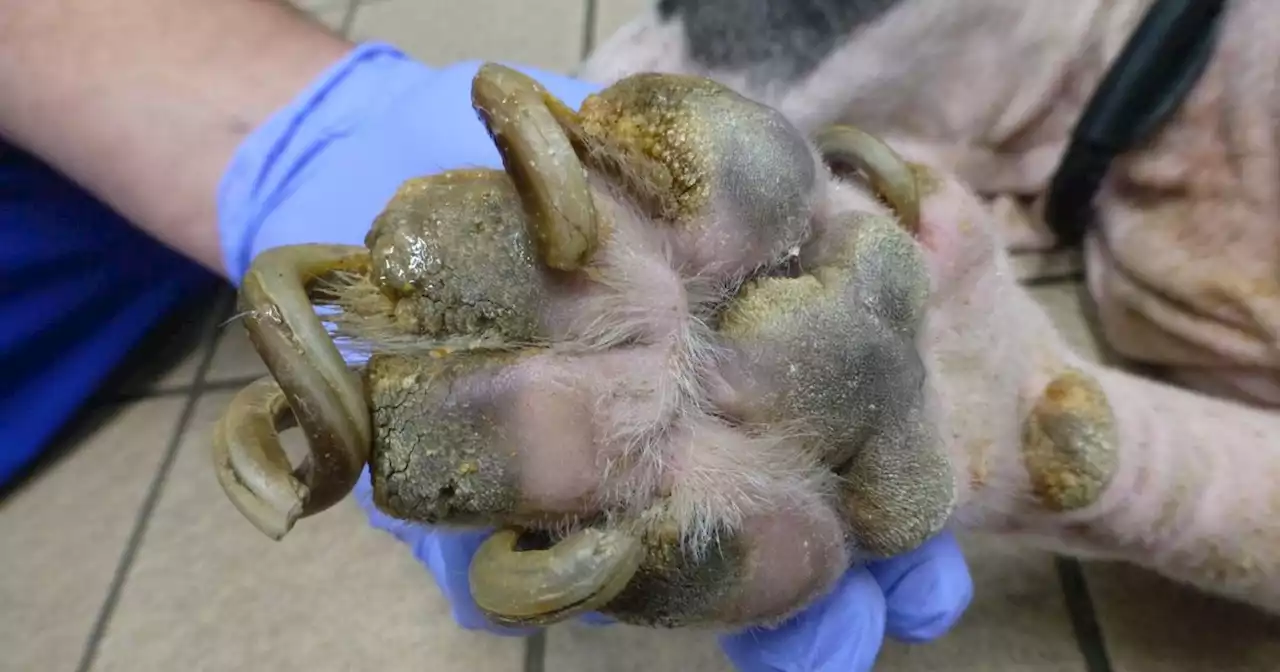 Neglected dog's overgrown claws were so long they infected his paws