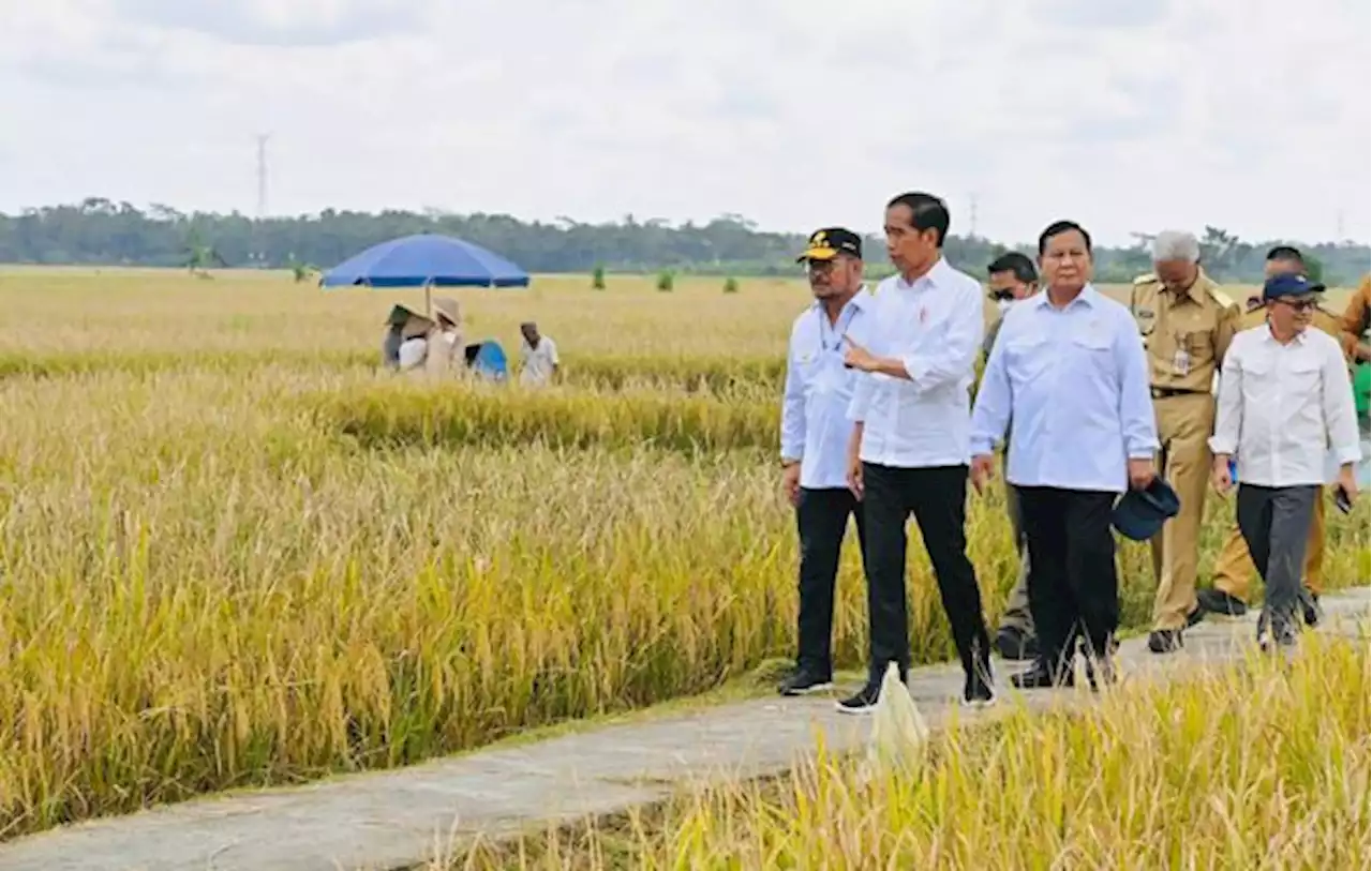 Presiden Jokowi bersama Mentan Tinjau Panen Raya di Kebumen