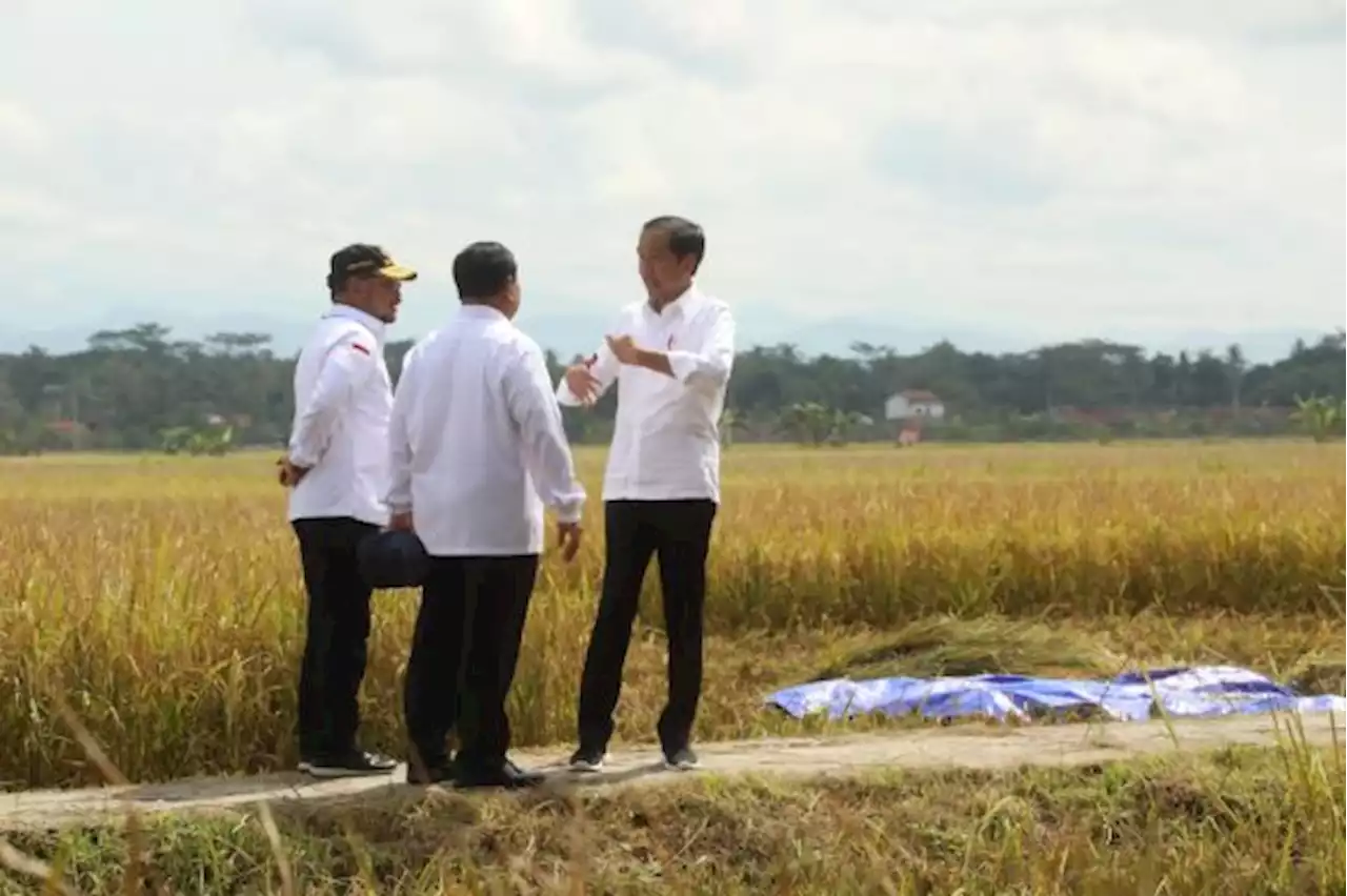 Usai Panen Bersama Presiden, Mentan SYL Canangkan Percepatan Tanam