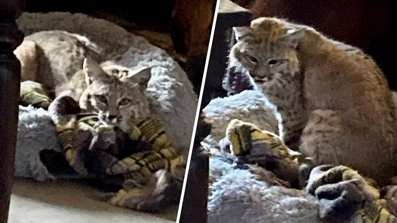 Unexpected Intruder: Arizona Homeowner Finds Bobcat Lounging in Dog's Bed After Returning Home From Work