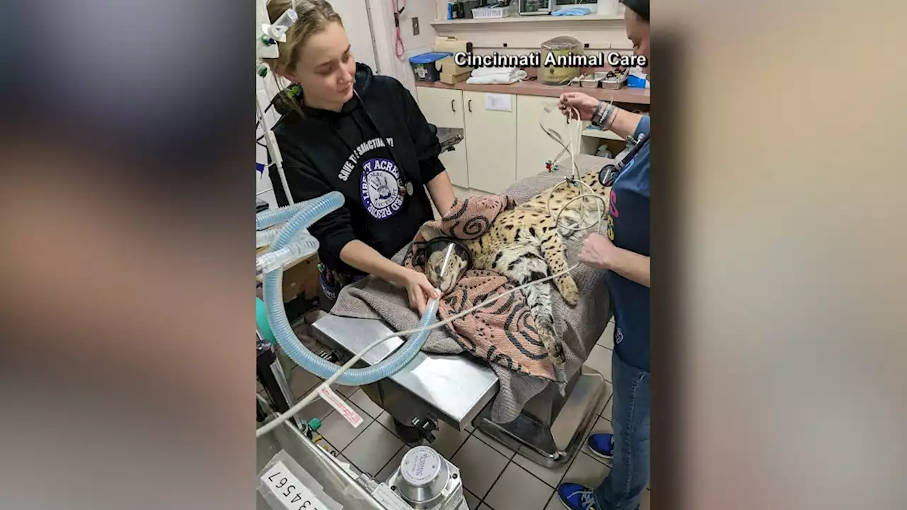 Photos Show Exotic Cat Recovering After Testing Positive for Cocaine in Ohio