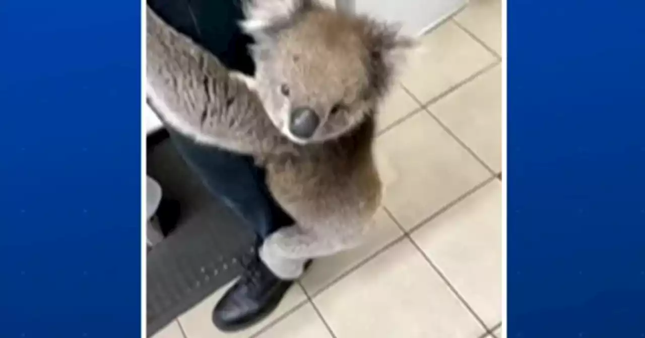 Amor a primera vista: este koala encontró a su media naranja entre los humanos