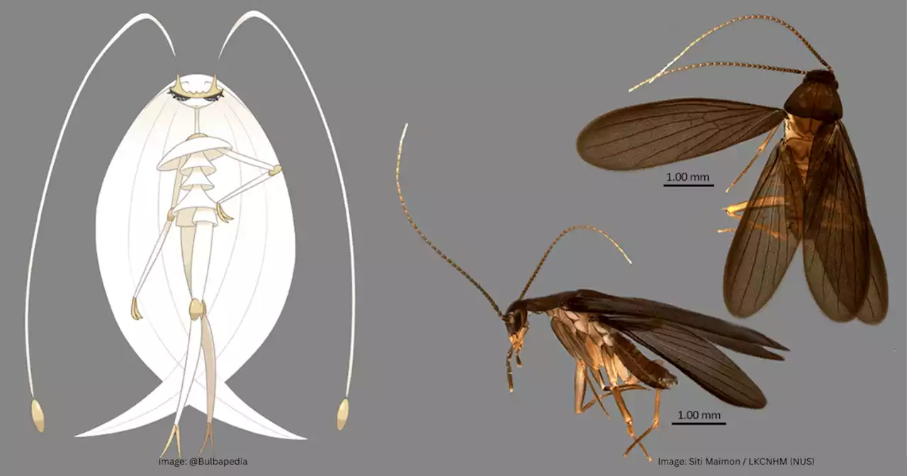 Filipino-led research team discovers new cockroach species, names it after Pokémon character