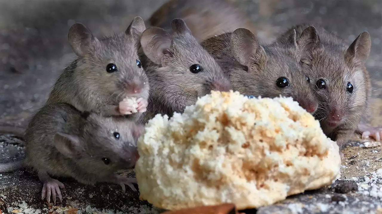 Forget black coffee—a hormone shot helped tipsy rodents sober up