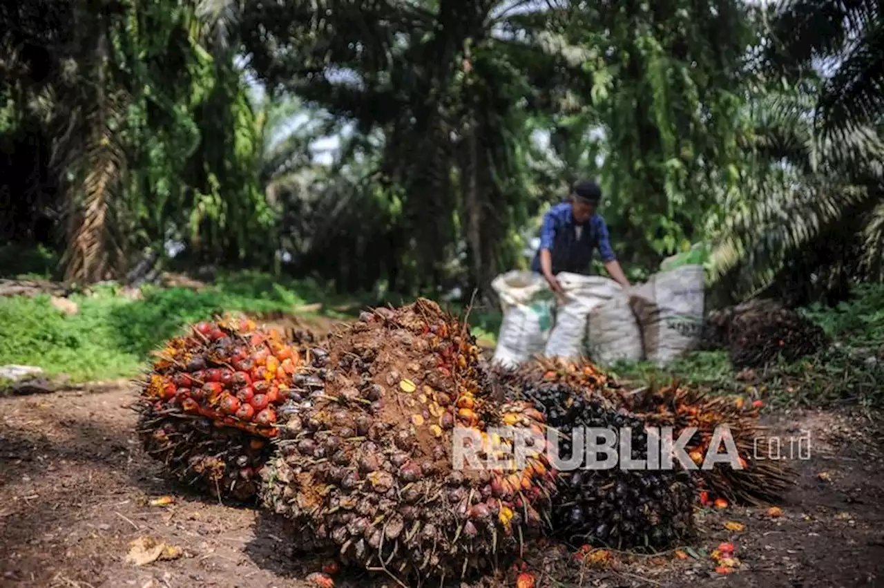 Kuasai 55 persen CPO Dunia, PTPN: Indonesia Mampu Atur Sawit Global |Republika Online