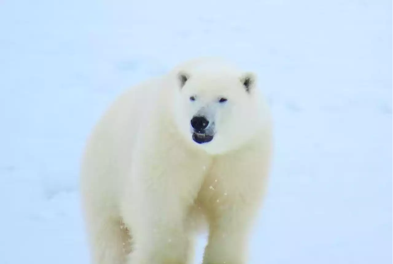 Polar bear sightings reported in St. Anthony, southern Labrador area | SaltWire